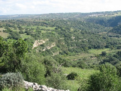 Lucertole d''autunno